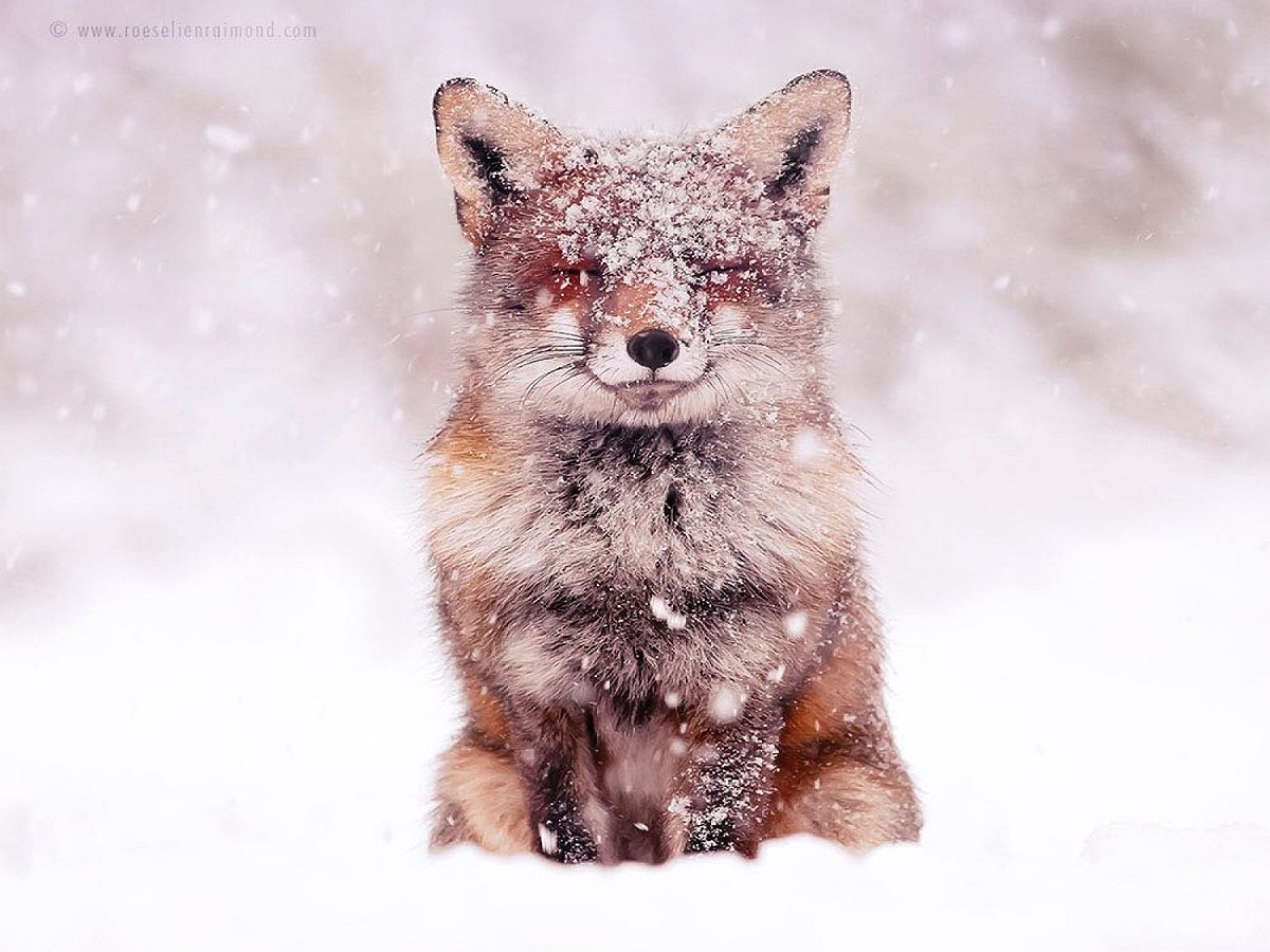 荷蘭攝影師Roeselien鏡頭下的雪地狐狸畫面超唯美！ 圖／IG@roeselienraimond