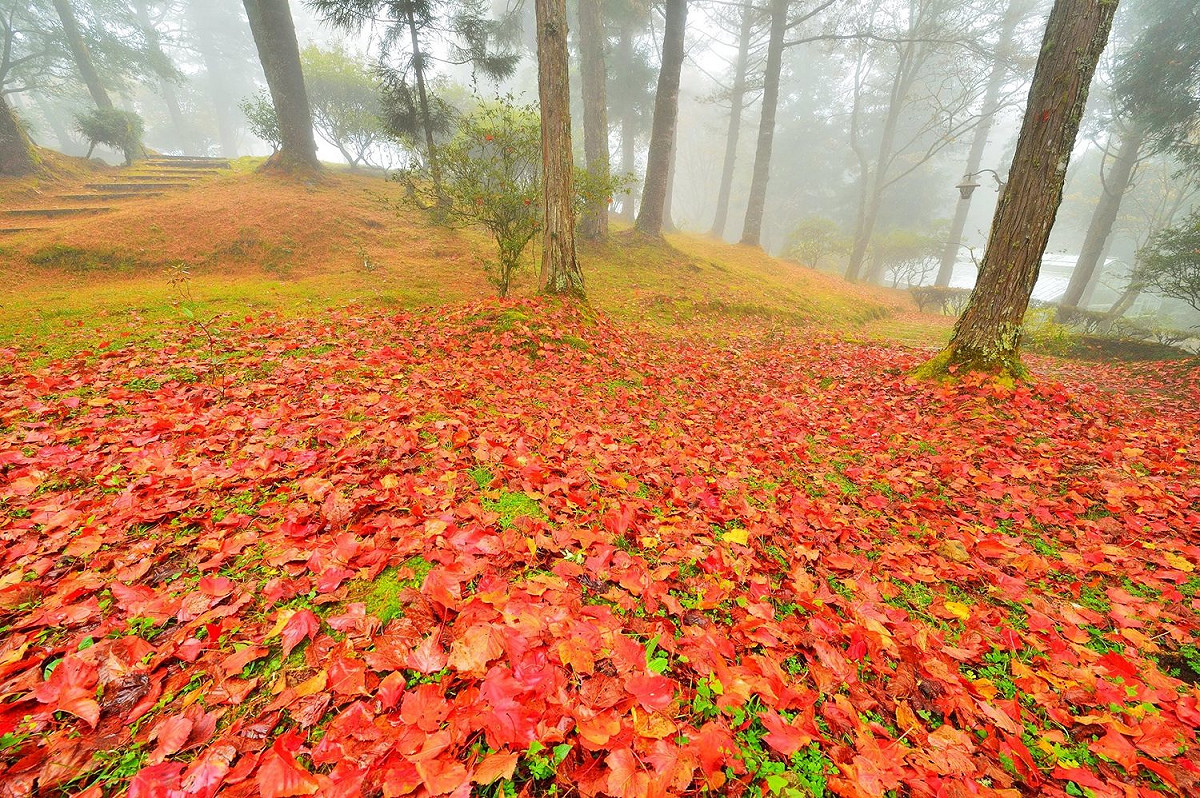 葉子落下鋪成紅色地毯。  圖：黃源明／提供