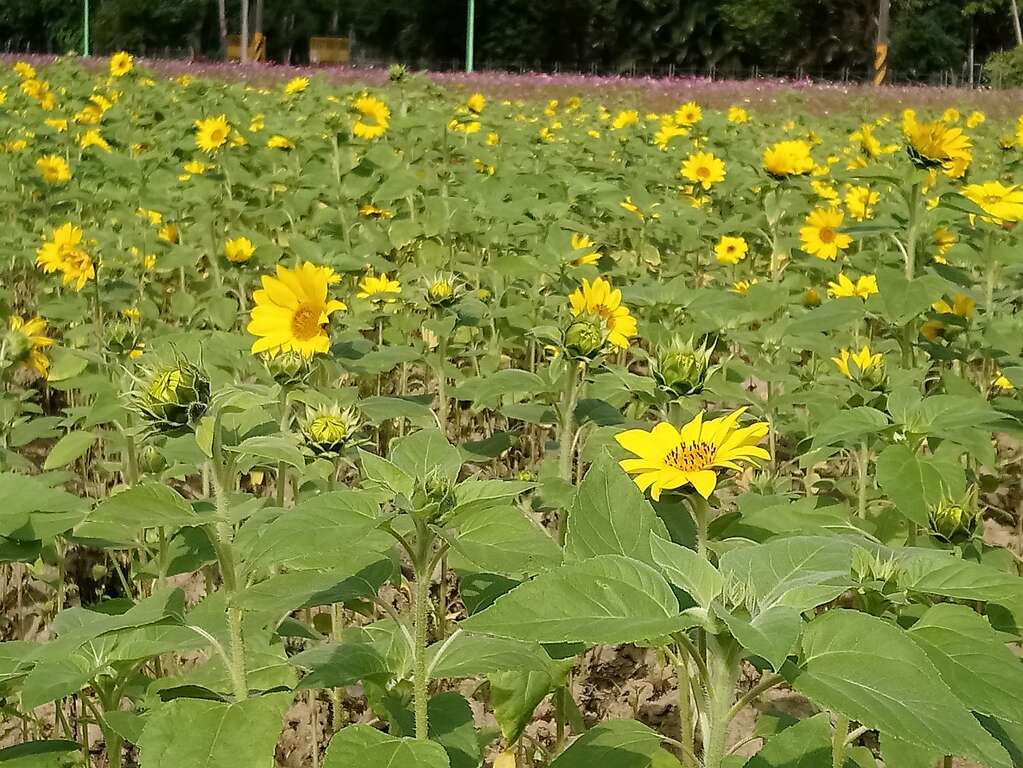 向日葵適應力強、全年可播種，很適合作為營造花海景觀植栽。 圖：翻攝自台北旅遊網