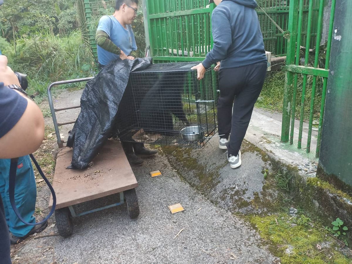 台東林管處所照養的2隻小熊今（21）日抵達特生中心移地照養。 圖：台東林管處／提供