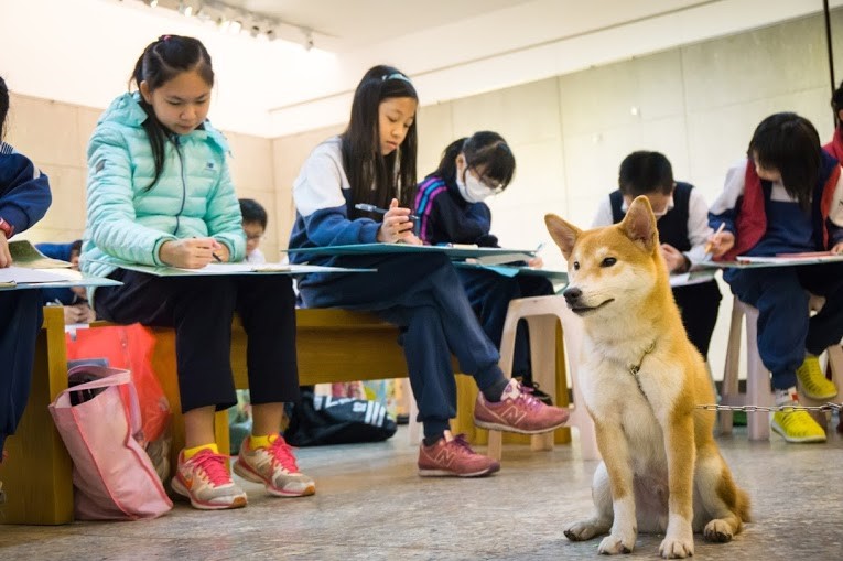 好客擔任稱職的模特兒。 圖：新北市動保處／提供