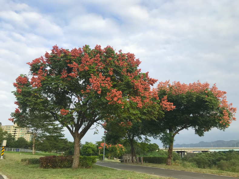 大漢溪左岸柑園露營區沿線。 圖：新北市政府／提供