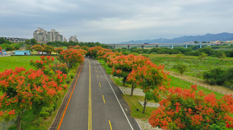 大漢溪兩岸賞台灣欒樹粉紅步道。 圖：新北市政府／提供