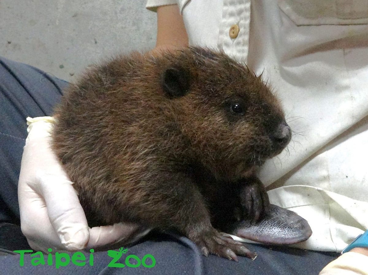 北市動物園河狸家族添新成員，河狸寶寶毛絨絨的可愛模樣惹人憐愛。 圖：台北市立動物園／提供