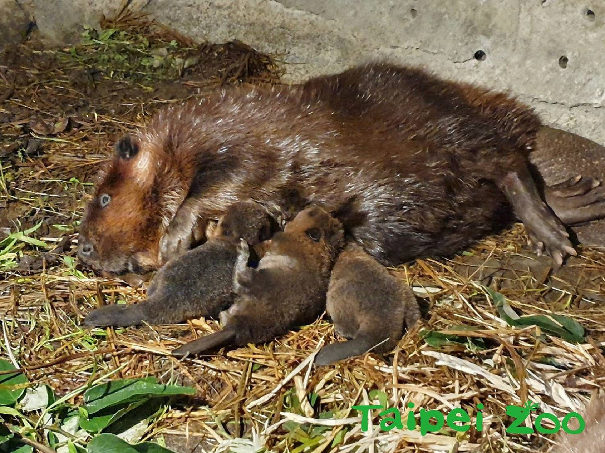 河狸寶寶專心喝奶奶。 圖：台北市立動物園／提供