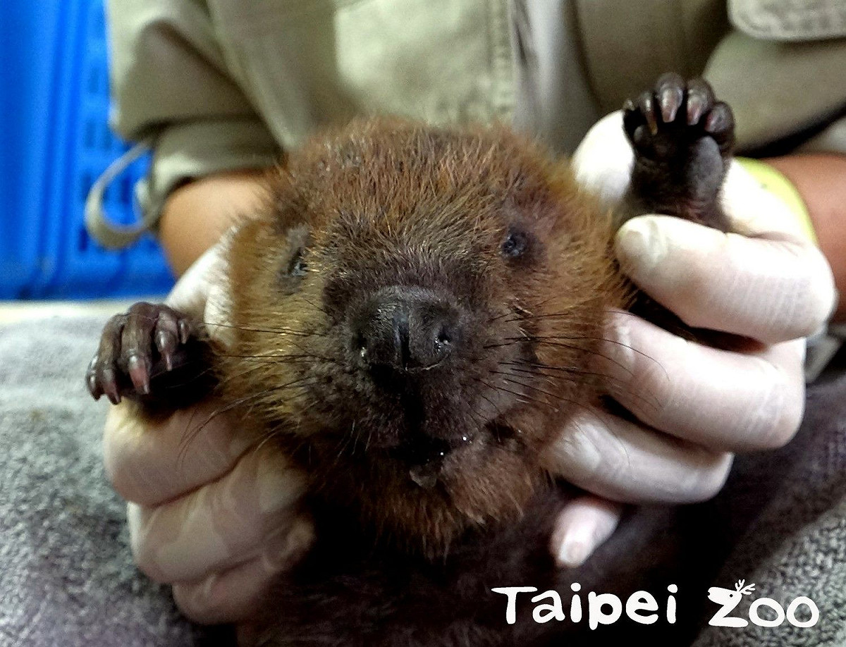河狸寶寶：記得到溫帶動物區河狸活動場來看我們唷！ 圖：台北市立動物園／提供