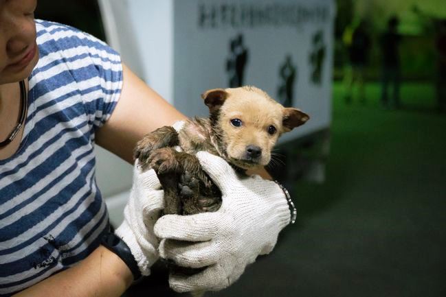 新北市自2015年開始改以TNvR幫助流浪動物絕育，但今（25）日卻爆出有動保團體重複請領補助之情事。 圖：取自新北市動保處官網