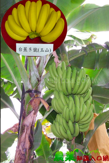 台蕉5號是源自北蕉的改良品種，果皮呈金黃色，果肉香甜 圖：取自農委會香蕉主題館