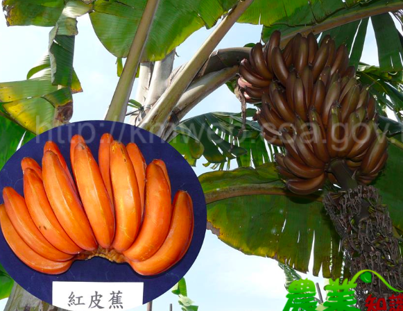 因果皮呈紅色而得名，在南部旗山、左鎮、中部集集、埔里及東部花蓮等地區均有種植 圖：取自農委會香蕉主題館