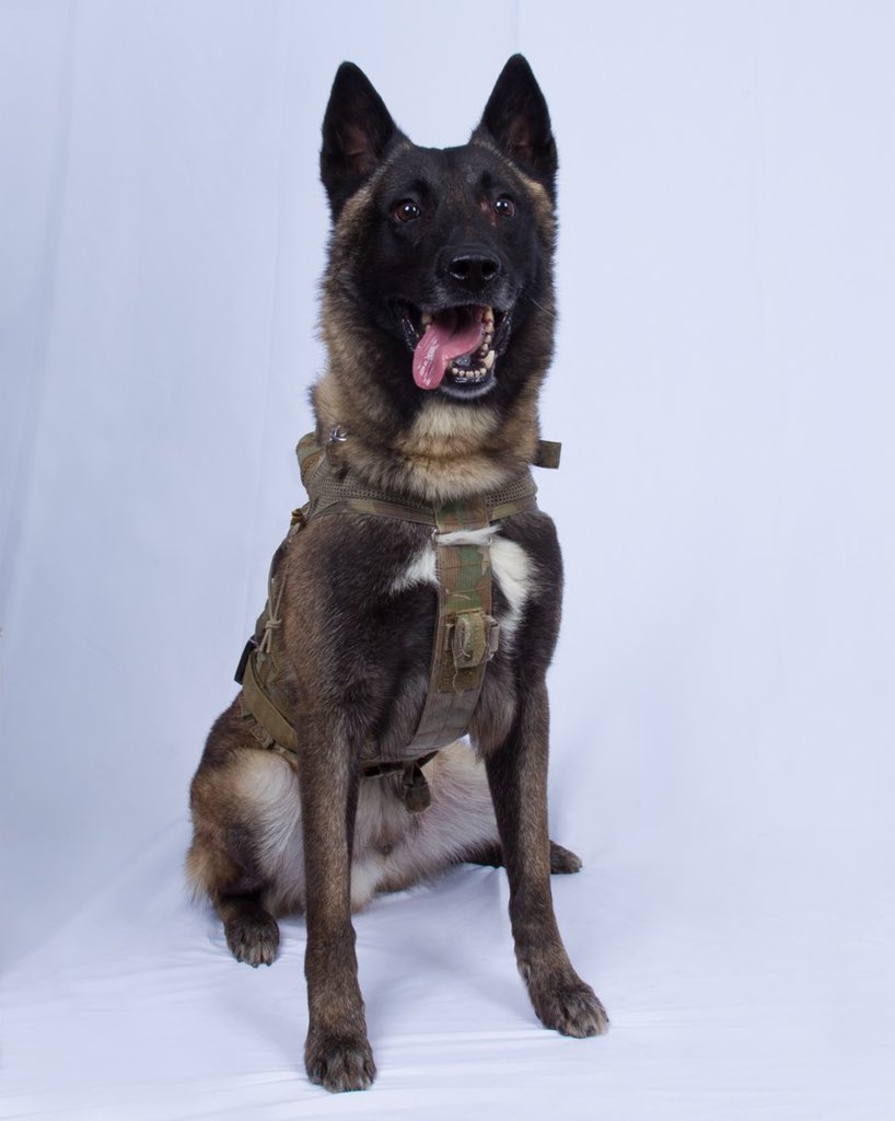美國總統川普在推特上秀出追捕IS首腦的英雄軍犬照片，又萌又猛，但沒有透露牠的名字與狀況。 圖：翻攝自川普推特
