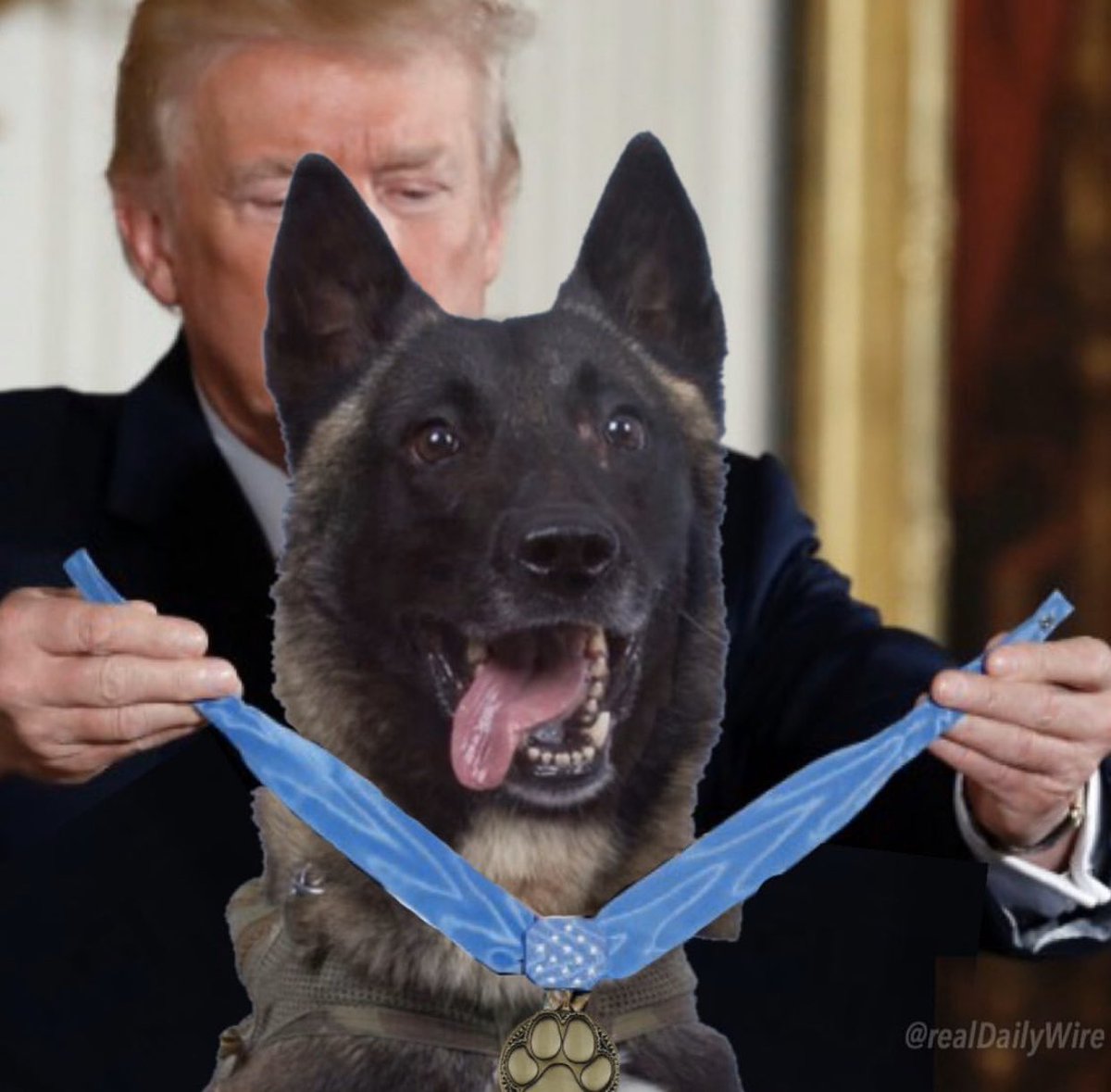 美國總統川普被P圖，為追捕巴格達迪立下大功的軍犬授動，相當逼真，騙倒不少人。 圖：翻攝自川普推特