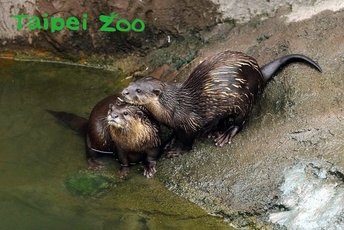 小爪水獺兄弟「柚子」和「毛毛」感情十分融洽。 圖：台北市立動物園／提供