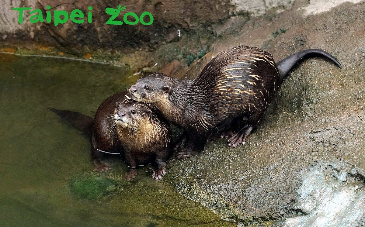 動物園小爪水獺子女成年 保育員「分家」有撇步