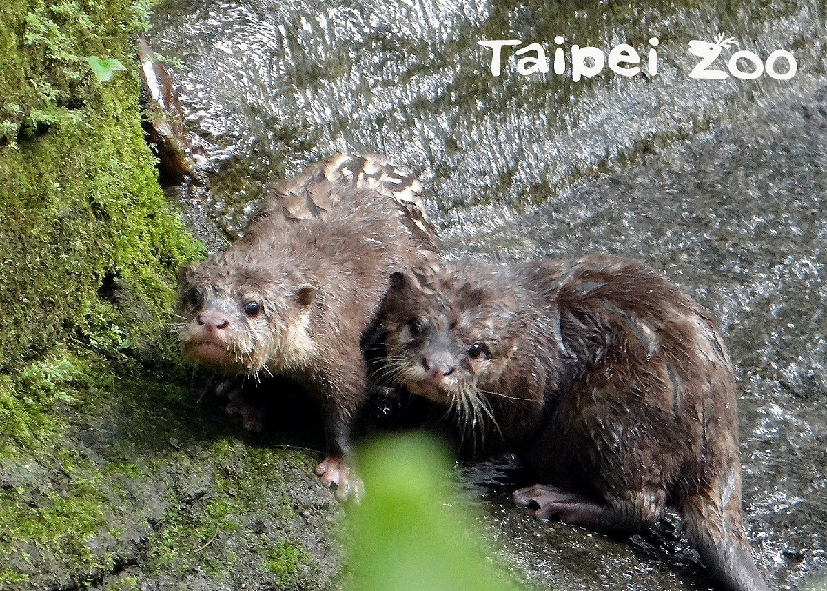 溫帶動物區的小爪水獺，目前由爸媽帶著10個月大的壯丁「丁丁」和「迪西」共同生活。 圖：台北市立動物園／提供