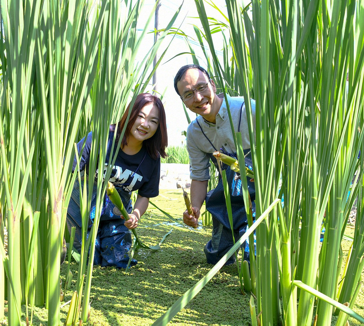 朱立倫和馬文君穿上青蛙裝下田採茭白筍，體驗農民辛苦。 圖：朱立倫辦公室／提供