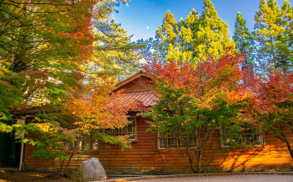（影）福壽山楓紅進入觀賞期！繽紛多層次美景持續到11月底