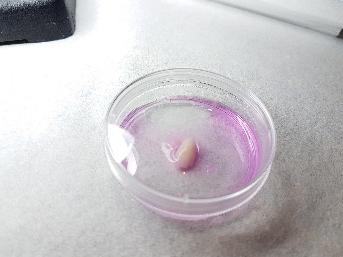 由4千萬個分化的肌肉幹細胞所組成，一口要價100萬的「動物幹細胞培養肉」。 圖：台中國立自然科學博物館/提供