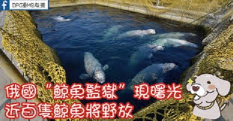 俄國遠東地區斯雷德尼亞灣（Srednyaya Bay）、惡名昭彰的「鯨魚監獄」今天放生所關的最後一批白鯨。 圖 : 翻攝自anamimal-friend.co