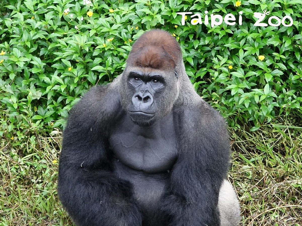 今年21歲的雄性金剛猩猩「迪亞哥」。 圖：台北市動物園／提供