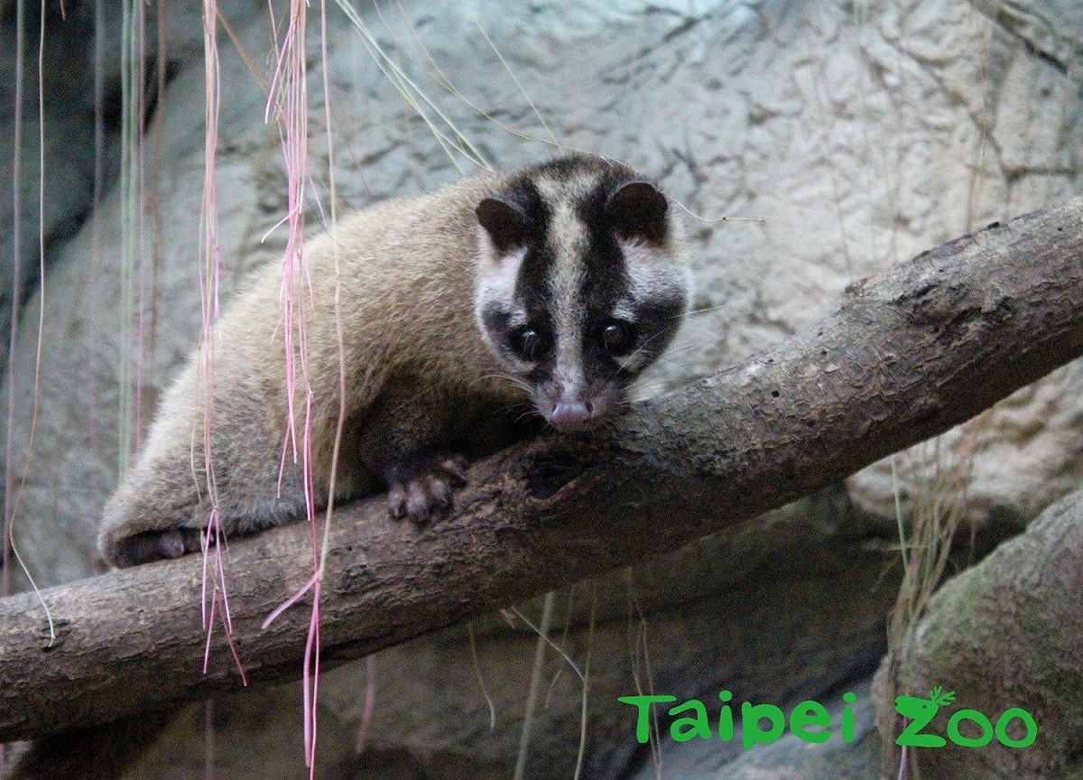 淺山地區有時也會巧遇穿山甲、棕簑貓、白鼻心與山羌等本土野生動物。 圖：台北市立動物園／提供