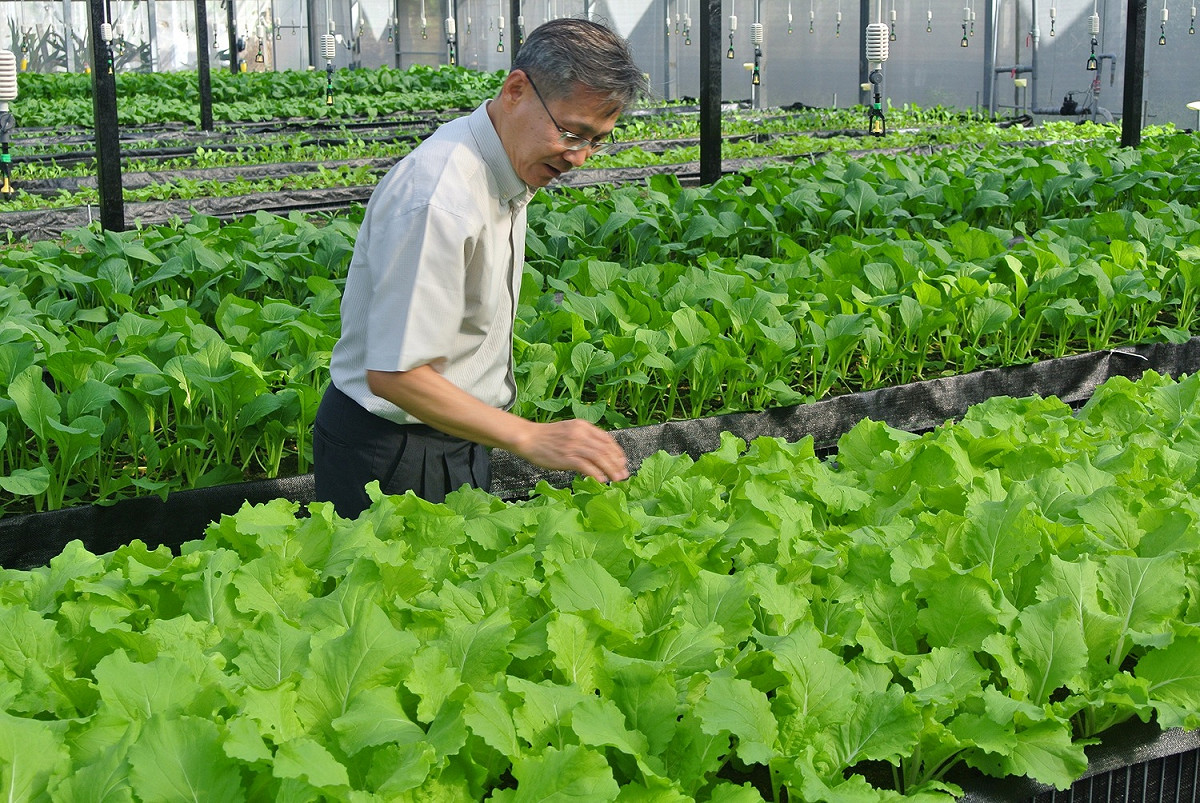 低鉀蔬菜採離地栽種方式。 圖：唐復年／攝