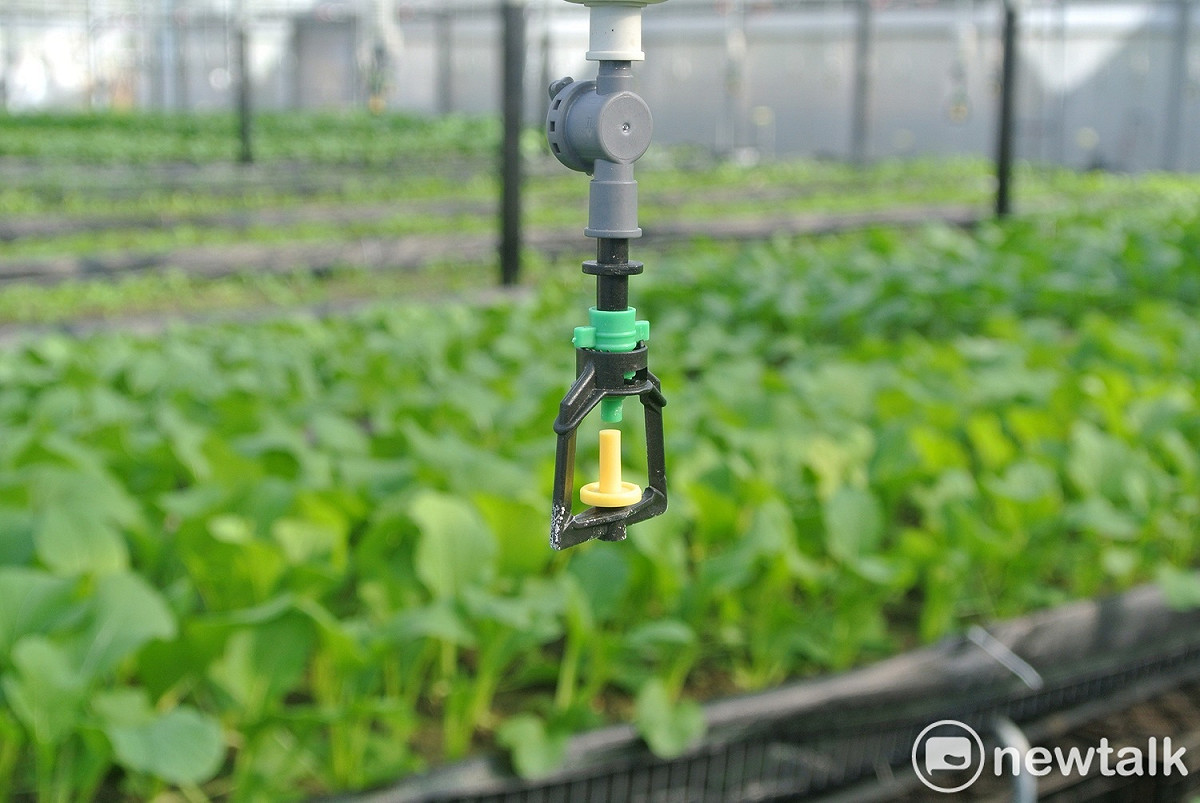 以色列滴灌系統每天定時定量噴灑水份與養液。 圖：唐復年／攝