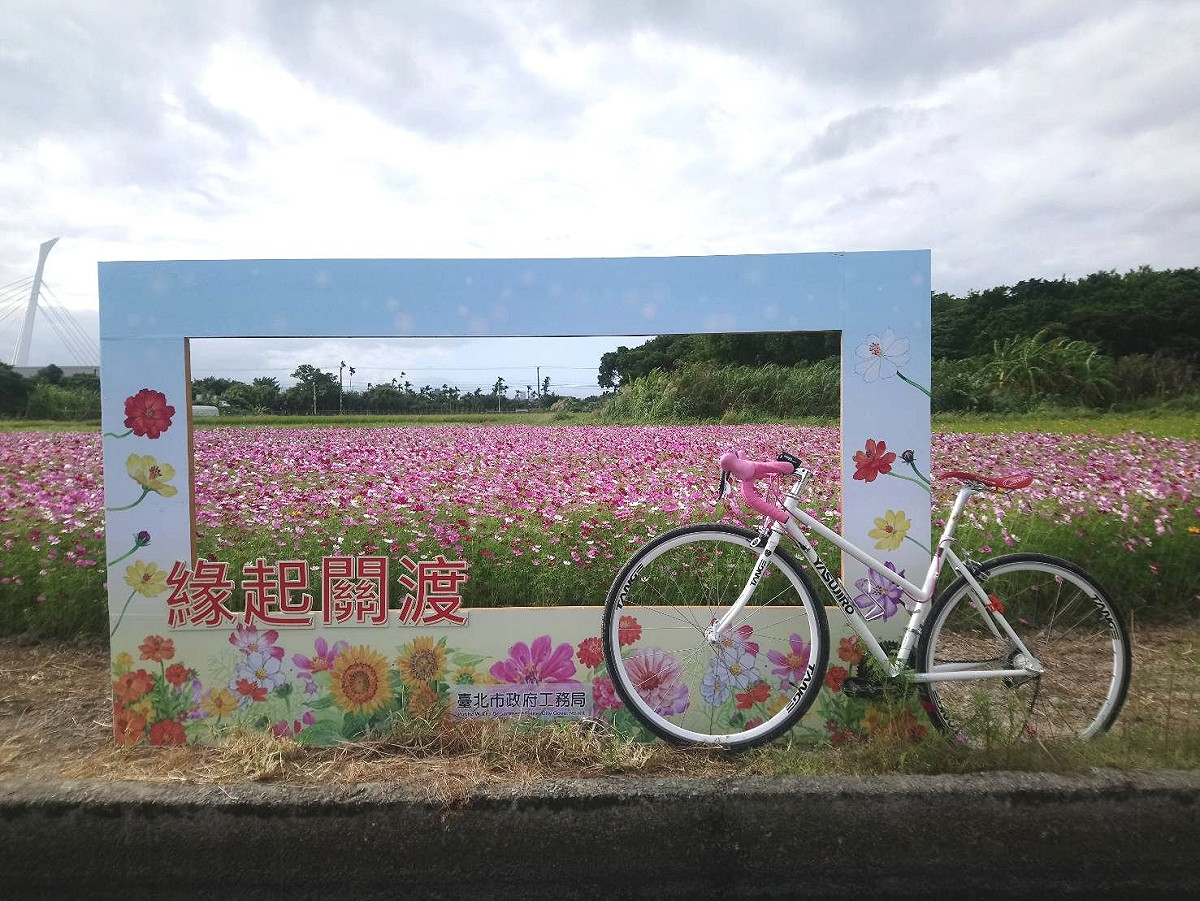 關渡花海正盛開，為了方便遊客前往，特地安排花海專車從捷運唭哩岸站接駁。  圖：台北市工務局／提供