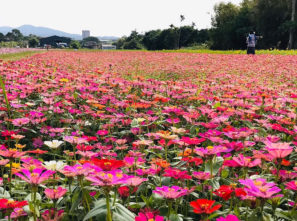 最新一波開花植物為白色波斯菊、大百日草、向日葵，目前開花程度為70%， 圖：翻攝自2019關渡花海官網