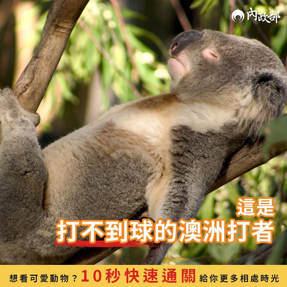 這是在樹上稍作休息的「澳洲打者」。 圖：翻攝自內政部臉書