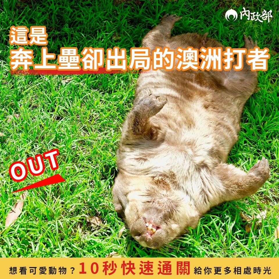 這是貌似十分悠閒的「澳洲打者」。 圖：翻攝自內政部臉書