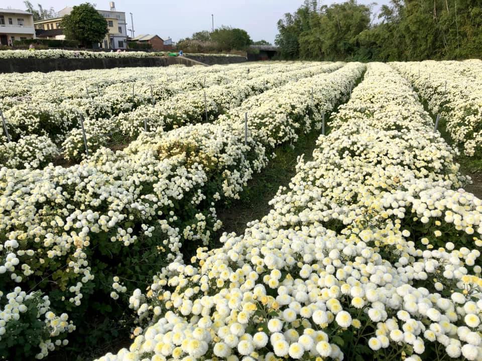 苗栗杭菊已經進入盛開季尾聲，到12月初為止，會開始慢慢凋謝、被採收。 圖：翻攝自花現銅鑼臉書