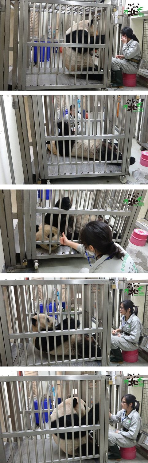 團團的仰臥起坐分解動作。 圖：台北市立動物園／提供