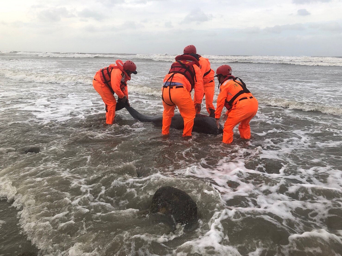 苗栗新埔沙灘於19日中午發現一只死亡瓶鼻海豚，目前死因待釐清。 圖：海巡署／提供