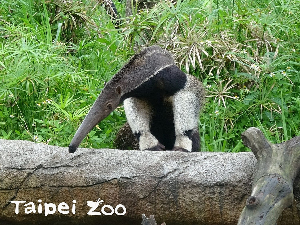 今（29）天是「世界食蟻獸日（World Anteater Day）」，圖為全台唯一的大食蟻獸「口袋莎（Cortesa）」。 圖：台北市立動物園／提供