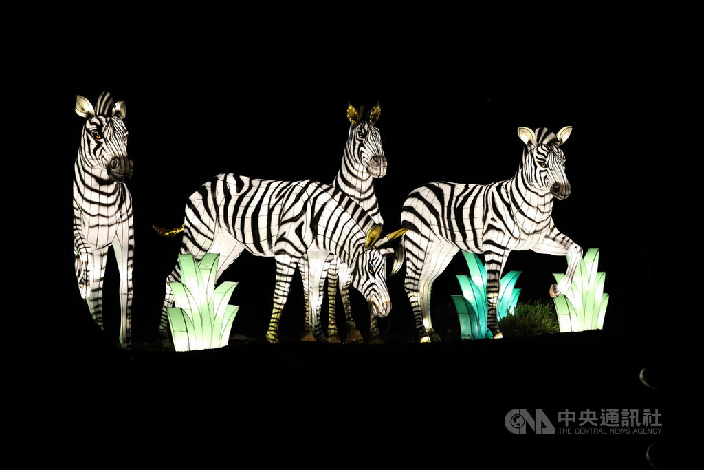 美國史密森尼國家動物園一年一度燈光秀於29日開幕，今年活動新增多盞栩栩如生大型動物造型燈籠，成為活動一大亮點。圖為斑馬造型燈籠。 圖：中央社