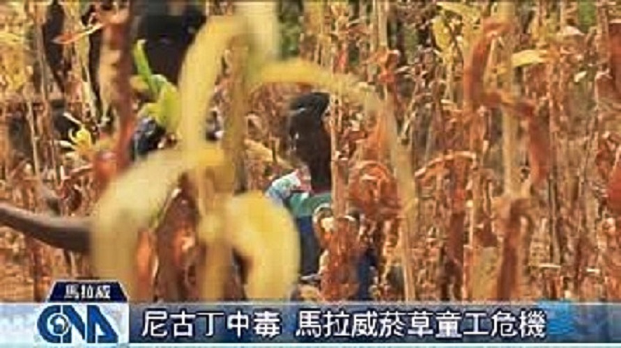 英美菸草公司最近被指控剝削菸農與使用童工。 圖：中央社/提供