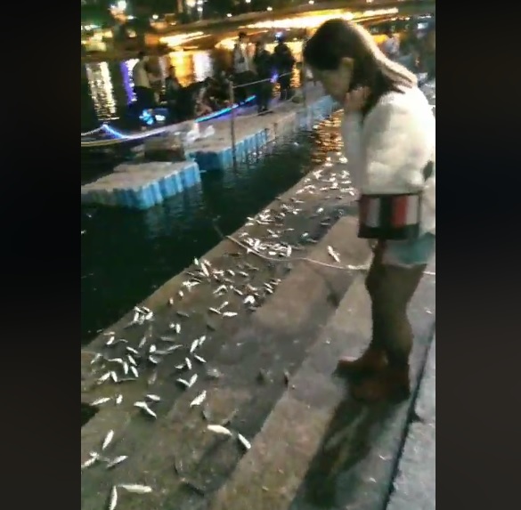 有民眾昨晚在臉書社團「我是高雄人」分享貼文，指昨晚愛河魚群瘋狂跳上岸。 圖:翻攝自我是高雄人臉書社團