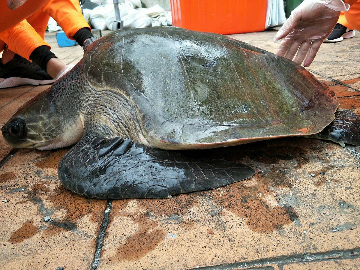 貪吃欖蠵龜遭石梯港漁民捕獲，目前已由岸巡人員暫時安置。 圖：海巡署／提供