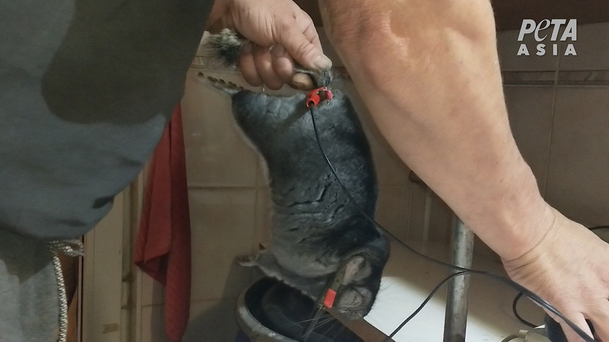 龍貓（毛絲鼠）遭皮草養殖場人員電擊肛門，時間超過一分鐘以上。 圖：由PETA提供