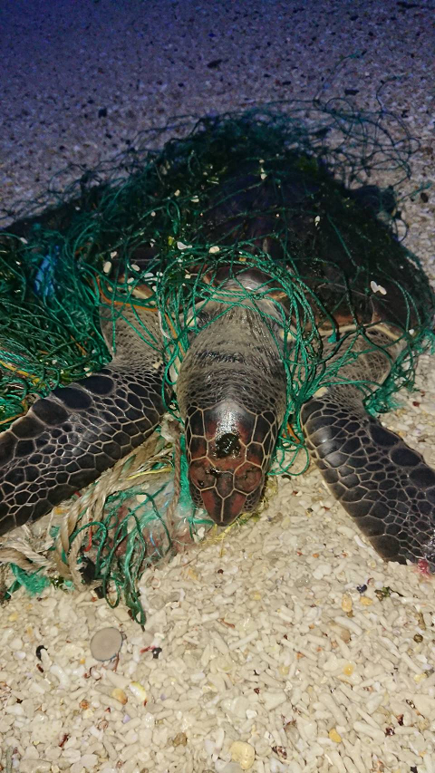澎湖海巡隊今（4）日上午於龍門後灣沙灘發現一隻綠蠵龜全身遭漁網纏繞受困。 圖：海巡署／提供