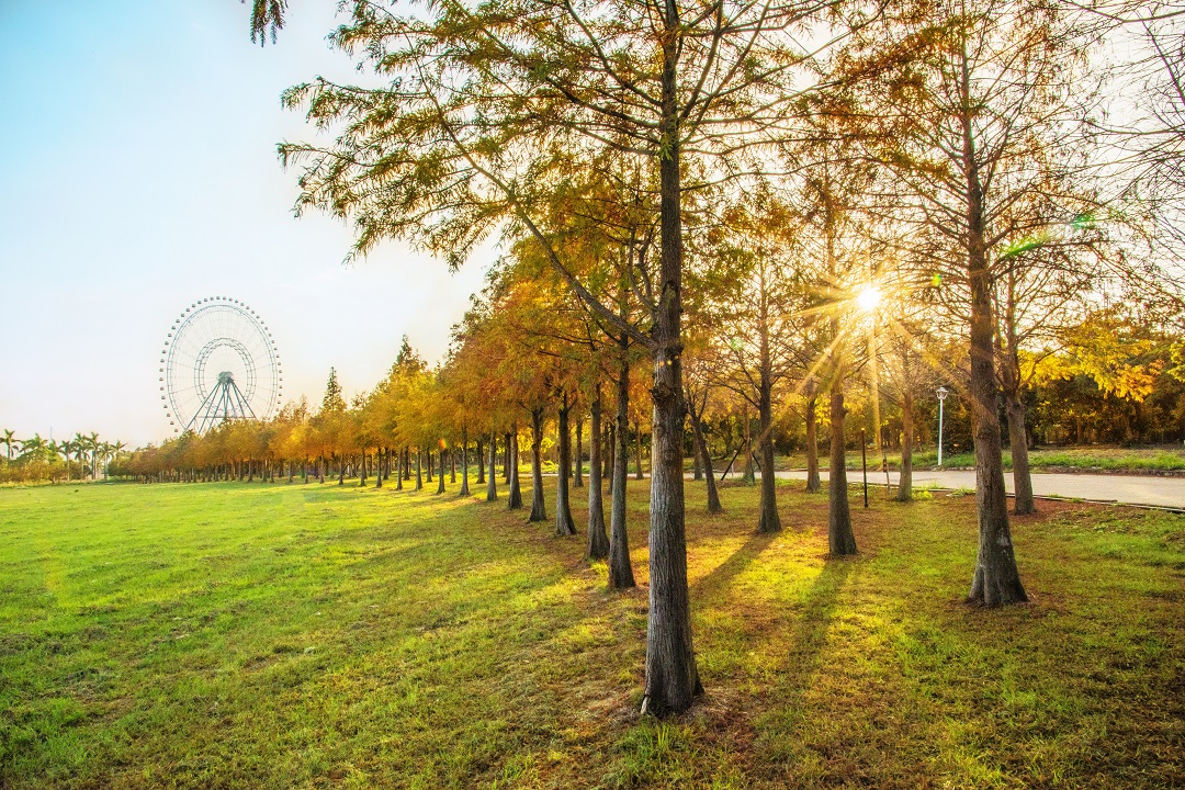 全台最大落羽松林位在台中后里麗寶樂園。 麗寶樂園/提供