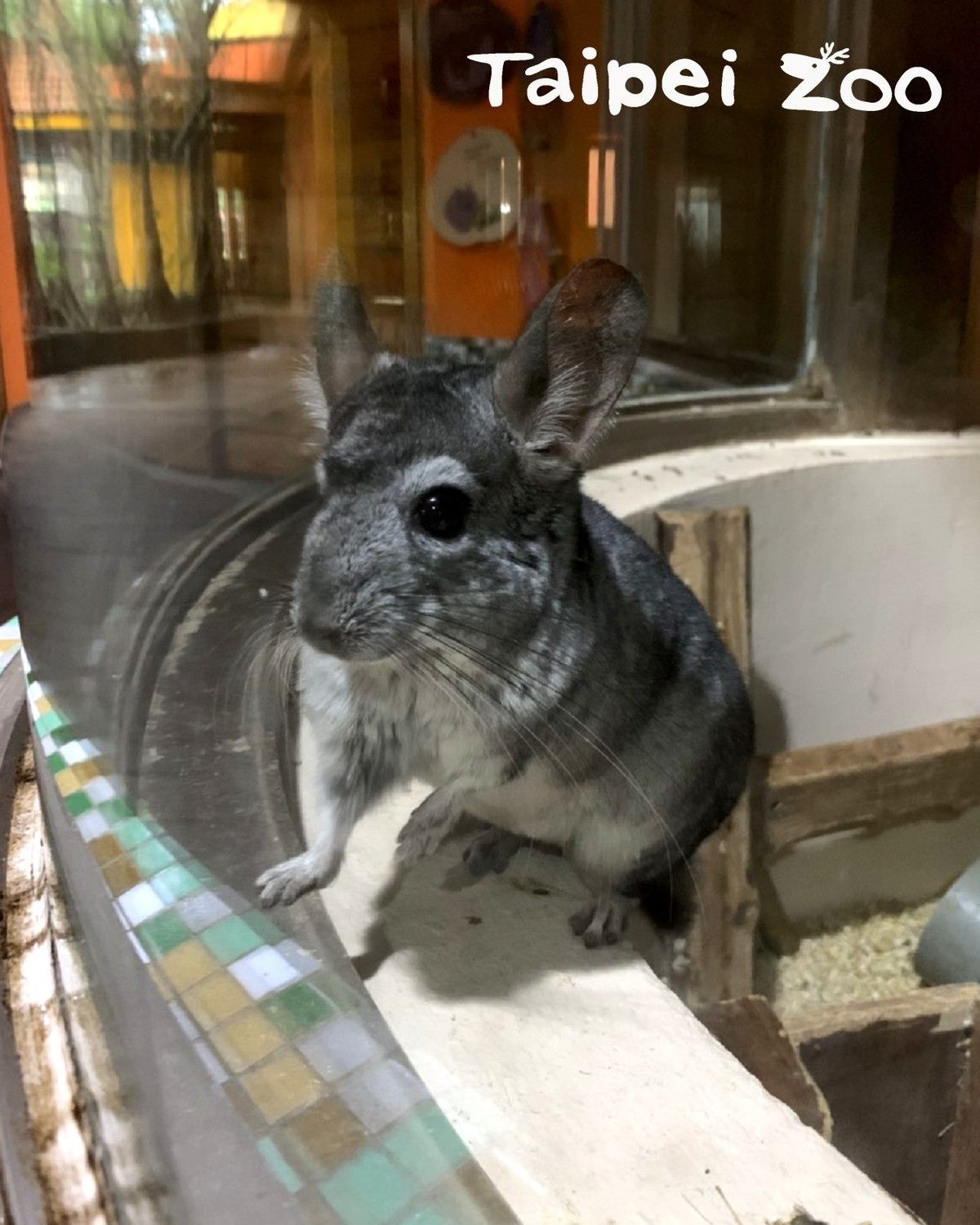 絨鼠是夜行性的動物，自夜行動物館拆除後就分別住在兒童動物區及保育區。 圖：台北市立動物園／提供