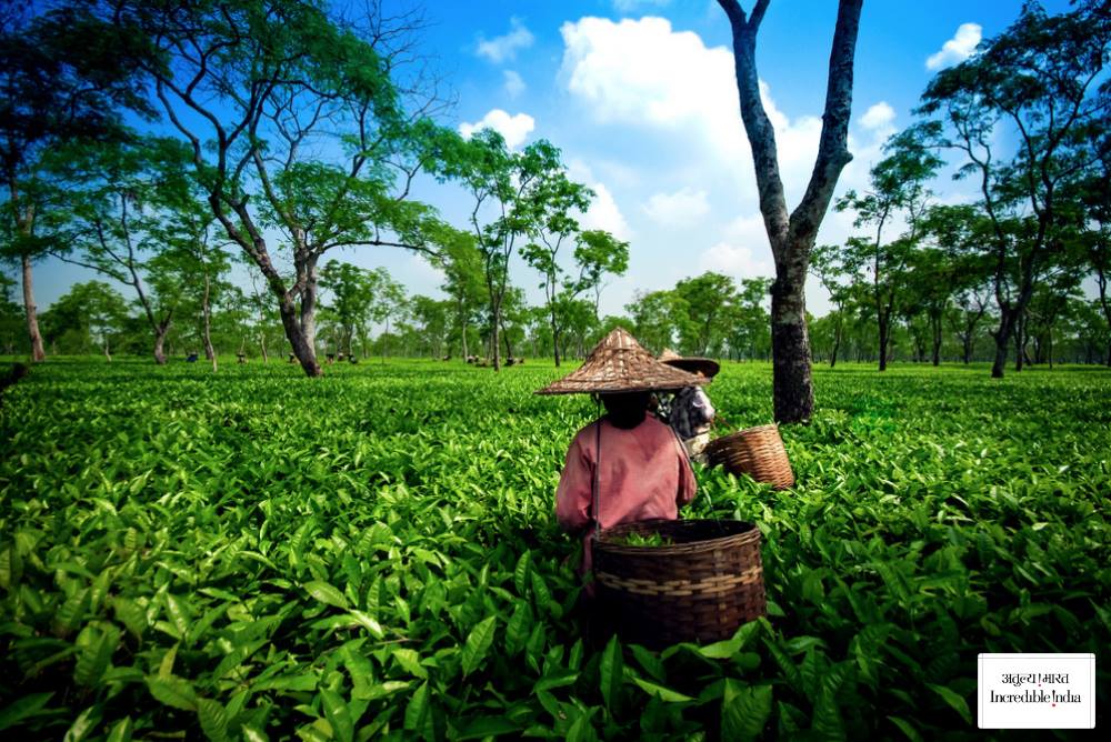 印度阿薩姆州及特里普拉(Tripura)等州發生抗議示威動亂，部分地區實施宵禁，大眾交通也受到影響。 圖：翻攝自印度官方旅遊臉書