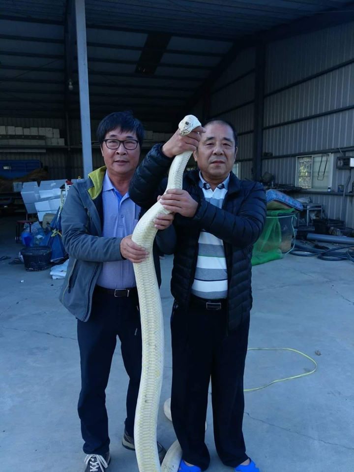 近來有網友在臉書社團「李四川後援會」內分享指捕獲大白蛇的照片，吸引廣大韓粉留言讚聲。 圖：翻攝自李四川後援會臉書