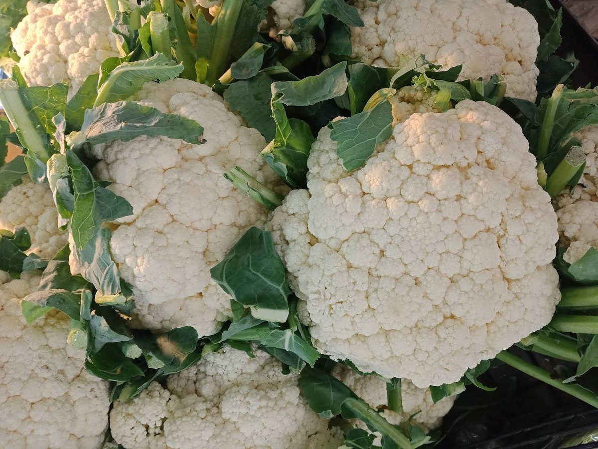 花椰菜又被稱為花菜、菜花，以冬、春季最為盛產，在台灣種植很普遍，彰化、雲嘉南及高雄都是產區。 圖：閻芝霖/攝