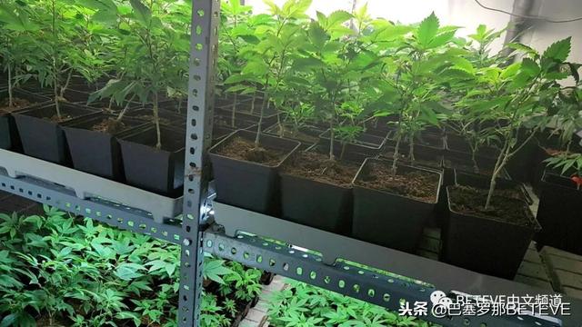 西班牙警方今天表示，警方破獲一個據說逼迫移民在「半奴役條件下」工作，生產大麻以出口到歐洲各地的中國幫派。 圖 : 翻攝自微信