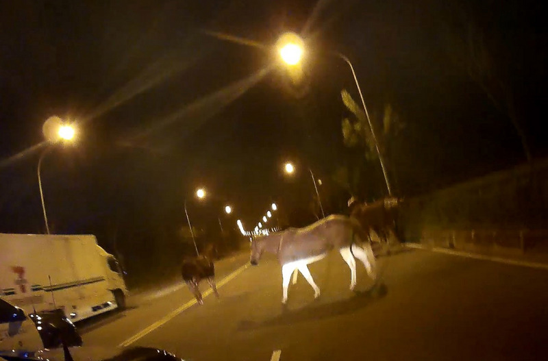 台南市新化區一間私人馬場疑因柵欄未上鎖，場內7匹馬集體脫逃，20日凌晨在省道台19甲線新化路段亂竄，警方獲報後立即到場維護安全並協助圍捕。 圖 : 新化分局/提供