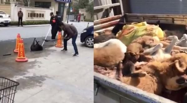 中國北京頒布「限狗令」的消息引起台灣網友大力撻伐。 圖：翻攝自綠黨臉書