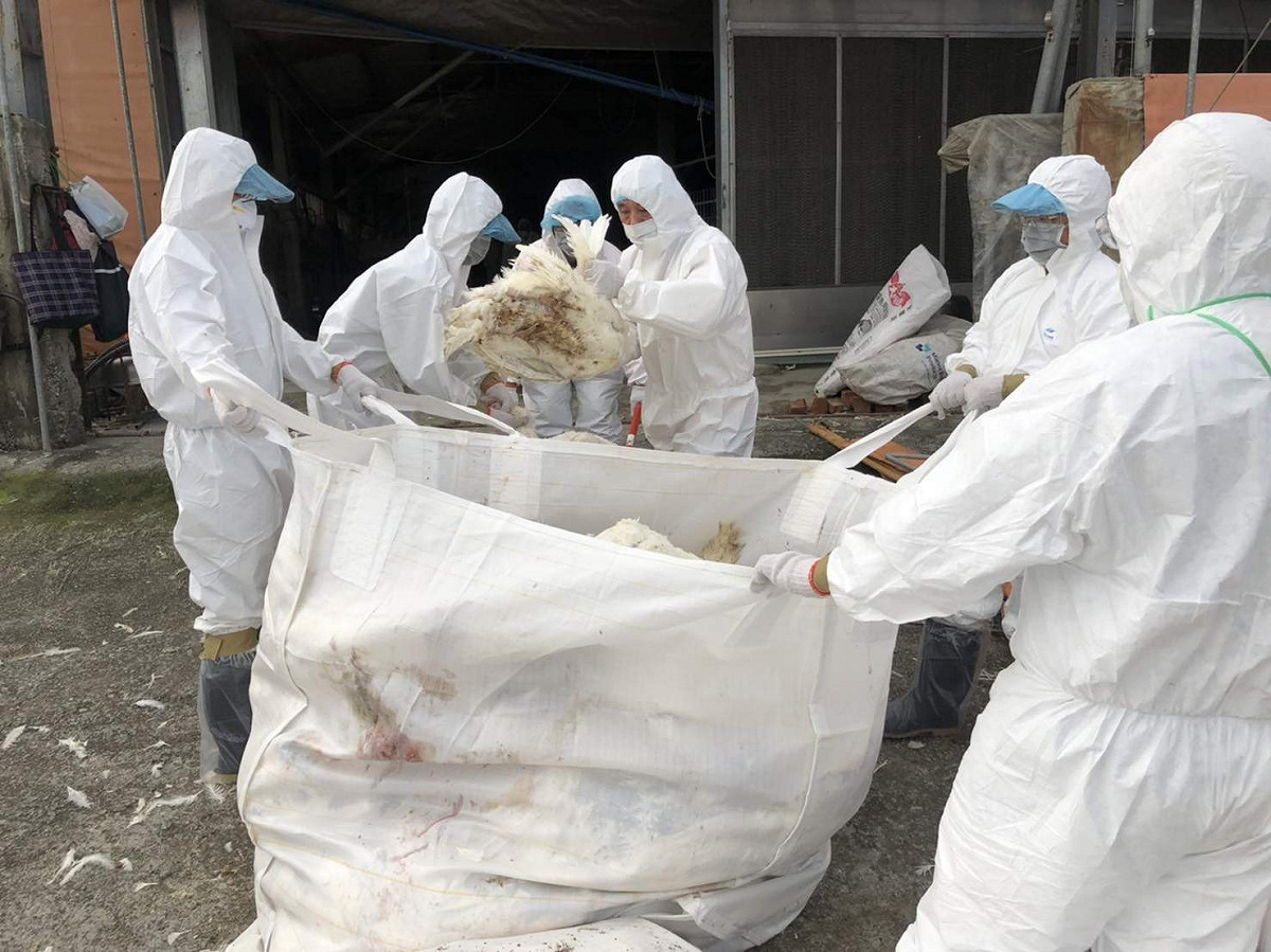嘉義縣溪口鄉一處火雞飼養場爆發禽流感，家畜所人員前往全場撲殺。 圖：嘉義縣政府/提供