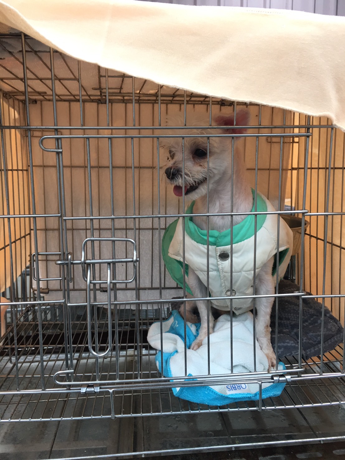 新北動物動保處表示，飼主們若要給寵物穿衣保暖，建議氣溫降到攝氏10度以下再穿。 圖：新北市動保處／提供